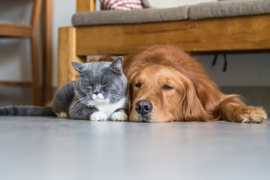 Golden Retriever and British Shorthair