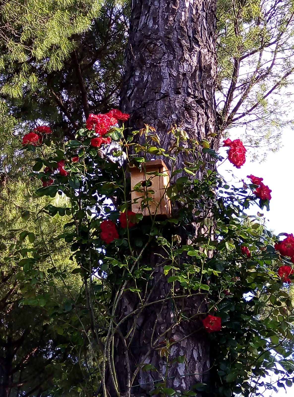 A casa “Animali Insieme”, c’è anche la Cinciallegra!